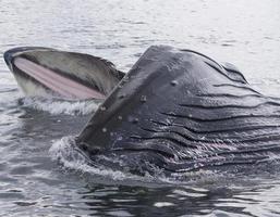 Humpback Whale with Open Mouth