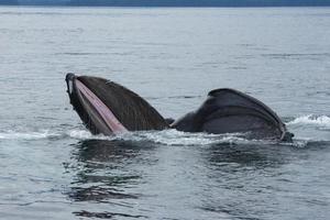 Humpback Whale Feeding photo