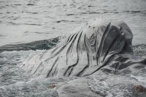 Humpback Whale Pleats photo