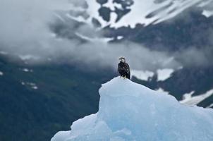 Bald Eagle on Iceberg, Tracy Arm photo