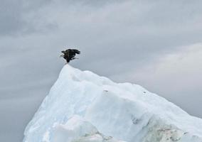 Bald Eagle on Iceberg