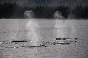 Pod of Humpback Whales photo