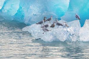 Gaviotas aladas glaucas en iceberg foto