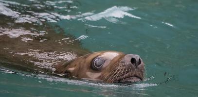 primer plano de leones marinos foto