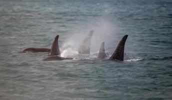 manada de orcas, alaska foto