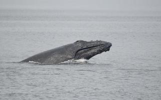 Half Breaching Humpback Whale, Alaska