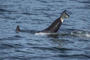 orca lobtailing, alaska foto