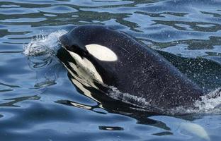 orca soplando burbujas foto