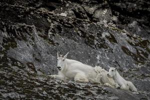 Mother Mountain Goat and Kid, Glacier Bay photo