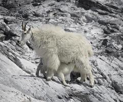 Mountain Goat Nursing Kid, Glacier Bay photo