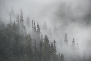 bosque lluvioso brumoso en alaska foto