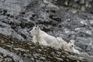 Mama Mountain Goat and Kid photo