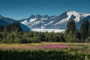 Mendenhall Glacier and Fireweed photo