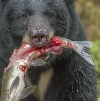 oso negro con pez sangriento catc, alaska foto