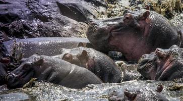 Hippo Heaven, Serengeti photo