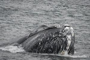 Humpback Whale Head
