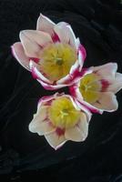 Three Tulips on Velvet photo