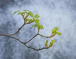 Waterfall and Spring Leaves photo