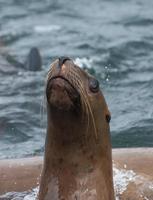 león marino curioso foto