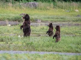 Standing Mama and Cubs, Pack Creek photo