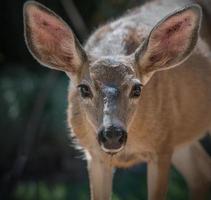 Black Tailed Deer photo