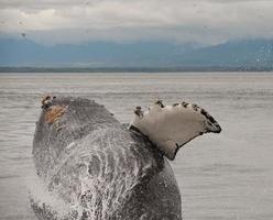 Ultra Close Breaching Humpback Whale photo