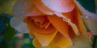Perfect Orange Rose photo