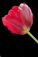 Single Red Tulip photo