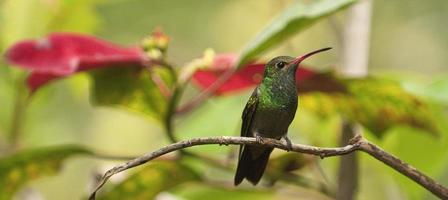 colibrí y flor de pascua foto