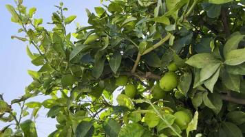 Limón orgánico saludable en árbol video