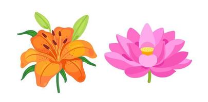 Lily and lotus. Flowers on a white background. Vector illustration