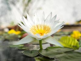 White water lilly blossoming. photo