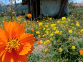 field of blooming orange flowers on a nature background photo