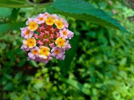 campo de flores de color púrpura en flor sobre un fondo de naturaleza foto