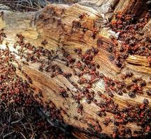 Hormigas rojas en un tronco a lo largo de Snow Creek Road cerca de Tumalo o
