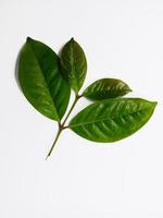 Top view portrait, some young bay leaves isolated on white background photo