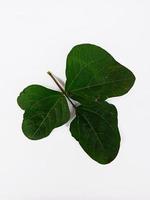 Top view portrait long bean leaves isolated on white background photo