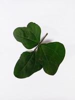 Top view portrait long bean leaves isolated on white background photo