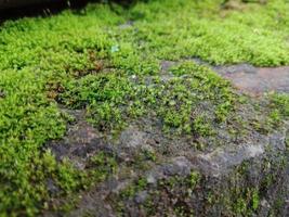 Close up landscape texture of moss on brick surface for background or quote necessity