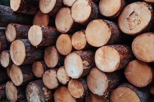 Ready for industry. Close up view of the front of many logs. Nature background photo
