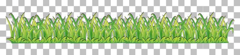Green grass background for decor vector