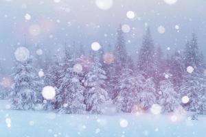 Frozen trees at winter time in the mountains. Carpathian woods photo