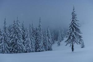 majestuoso paisaje invernal, bosque de pinos con árboles cubiertos de nieve. una escena dramática con nubes negras bajas, una calma antes de la tormenta foto