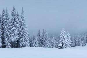 A calm winter scene. Firs covered with snow stand in a fog. Beautiful scenery on the edge of the forest. Happy New Year photo