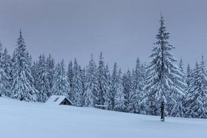 A calm winter scene. Firs covered with snow stand in a fog. Beautiful scenery on the edge of the forest. Happy New Year photo