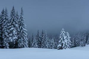 Majestic winter landscape, pine forest with trees covered with snow. A dramatic scene with low black clouds, a calm before the storm photo