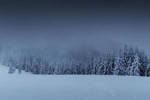 Majestic winter landscape, pine forest with trees covered with snow. A dramatic scene with low black clouds, a calm before the storm photo