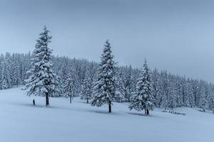 una tranquila escena de invierno. abetos cubiertos de nieve se paran en una niebla. hermosos paisajes al borde del bosque. feliz Año Nuevo foto