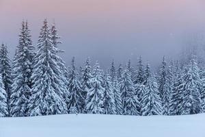 A calm winter scene. Firs covered with snow stand in a fog. Beautiful scenery on the edge of the forest. Happy New Year photo