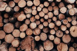 Close up view of the front of many logs prepared for the winter. Nature background photo